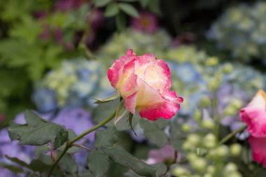 bahar, bahçesinde gül bush