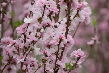 Sakura veya ile güzel kiraz çiçeği