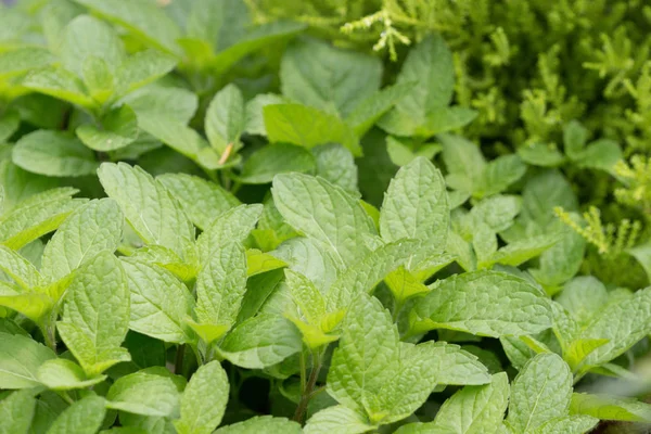 Növekvő a gyógynövény-kertben friss menta — Stock Fotó