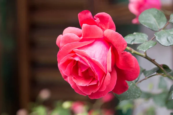 Rosas arbusto en el jardín en primavera —  Fotos de Stock