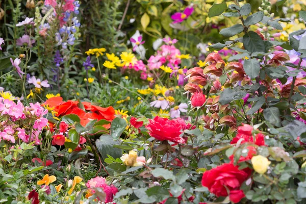 The Hong Kong Flower Show — Stock Photo, Image