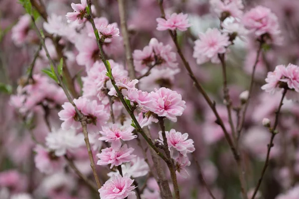 Sakura oder Kirschblüte mit schönen — Stockfoto