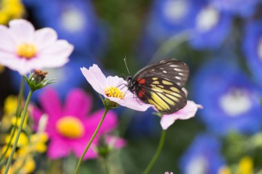 Çiçek fkiwer Show'da kelebek