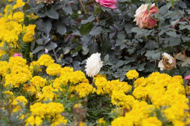 Çiçek fkiwer Show'da kelebek