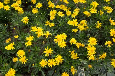 Sarı papatya leopar Bane çiçek 