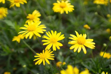 Sarı papatya leopar Bane çiçek 