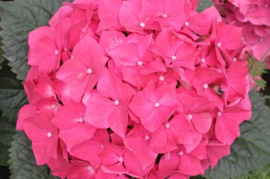 Fransız ortanca Hydrangea macrophylla 