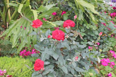 2017 Garden'da kırmızı gül bush