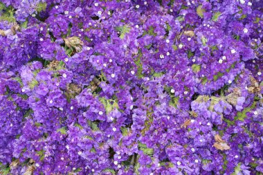 çiçek açan çiçekler arka plan