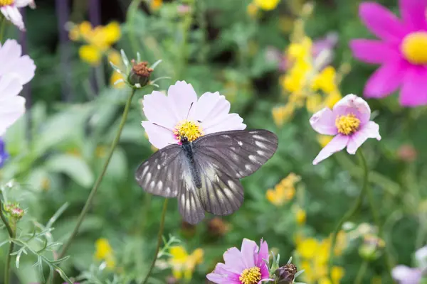 Butterfly on flower at fkiwer show — Stock Photo, Image