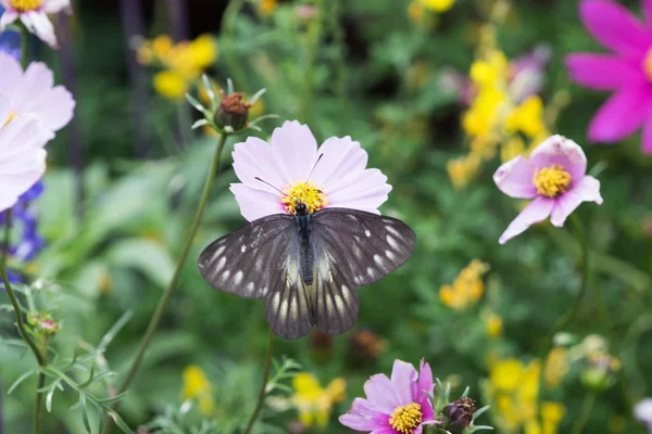 Butterfly on flower at fkiwer show — Stock Photo, Image