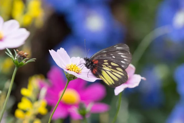 Butterfly on flower at fkiwer show — Stock Photo, Image