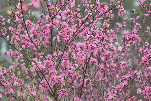 Sakura nebo třešňový květ s krásnou — Stock fotografie