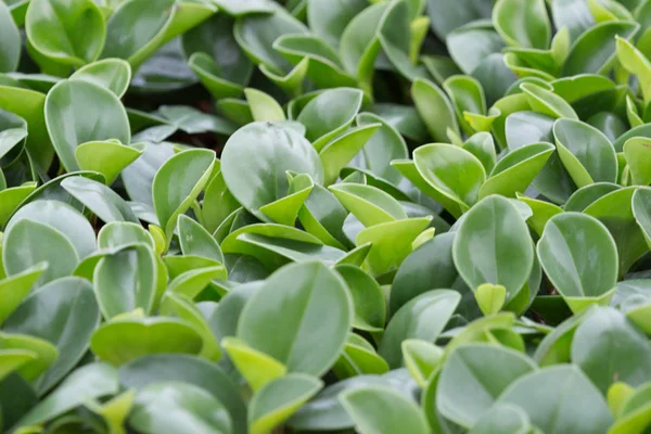 Peperomia φύλλα magnoliyaefolia κινηματογράφηση σε πρώτο πλάνο — Φωτογραφία Αρχείου