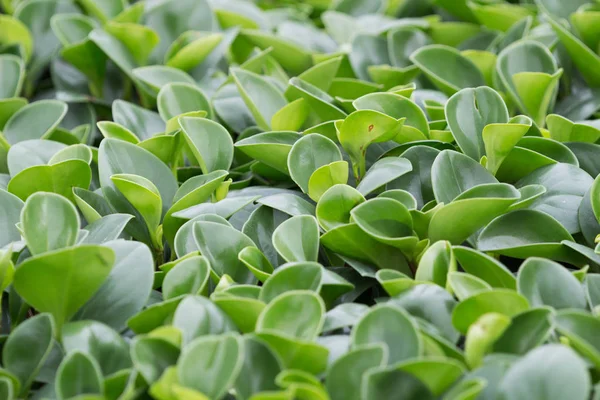 Peperomia foglie magnoliyaefolia primo piano — Foto Stock