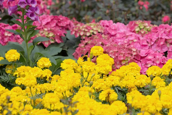 Fjäril på blomma på fkiwer show — Stockfoto