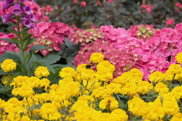 Fjäril på blomma på fkiwer show — Stockfoto