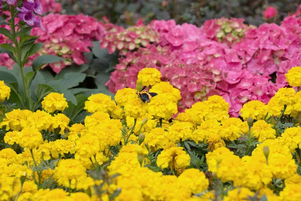 Borboleta em flor no show fkiwer — Fotografia de Stock