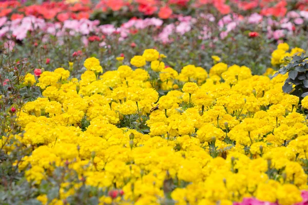 Fjäril på blomma på fkiwer show — Stockfoto