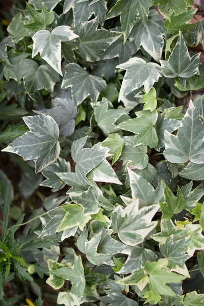 La Hedera hélice una planta de vid invasiva — Foto de Stock