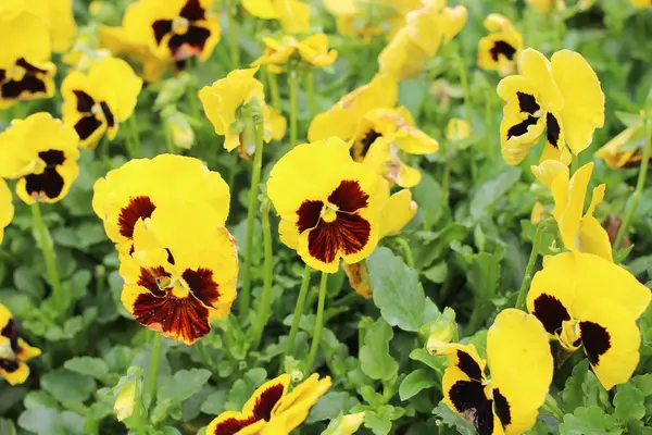 Stiefmütterchen blüht im Frühling auf der grünen Wiese — Stockfoto