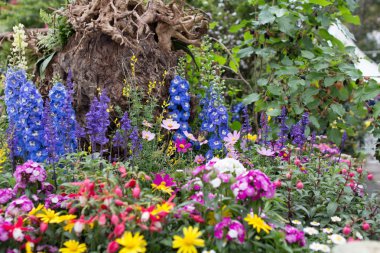 Hong Kong çiçek göster