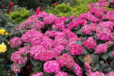  Parkta çiçek açan çiçekler. 