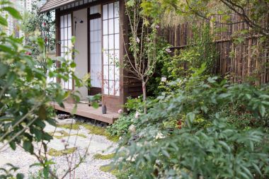 papirüs bitki ile huzurlu zen rock Bahçe