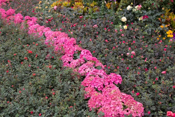 The Hong Kong Flower Show — Stock Photo, Image