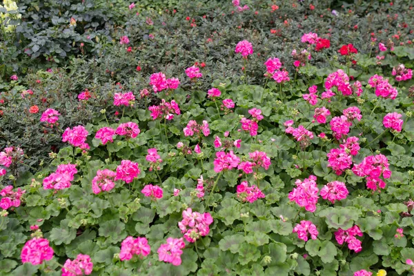 The Hong Kong Flower Show — Stock Photo, Image