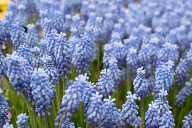 Mavi 2017 izole sümbül