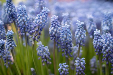 Mavi 2017 izole sümbül