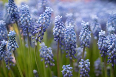 Mavi 2017 izole sümbül