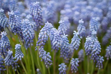 Mavi 2017 izole sümbül