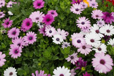 papatya çiçeği, içeren alanı göster