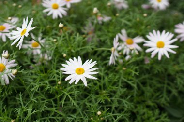  Papatyalar alanında güneş ışığı ile