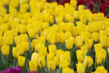 Lale çiçek göster: 2017