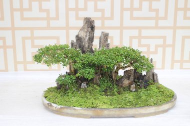 Bonsai çam ağacı beyaz bir duvara yaslanmış.