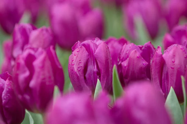 The Tulip in flower show 2017 — Stock Photo, Image