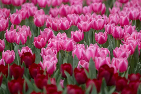 A tulipa em show de flores 2017 — Fotografia de Stock