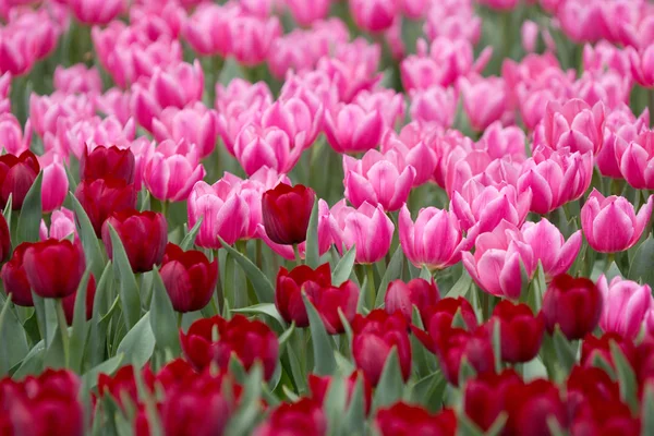 A tulipa em show de flores 2017 — Fotografia de Stock