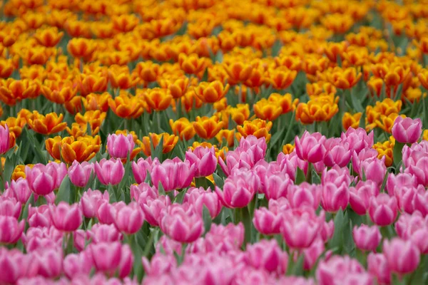 El Tulipán en el show de flores 2017 —  Fotos de Stock