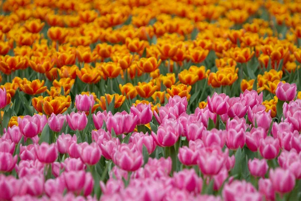 Die Tulpe in der Blütenschau 2017 — Stockfoto