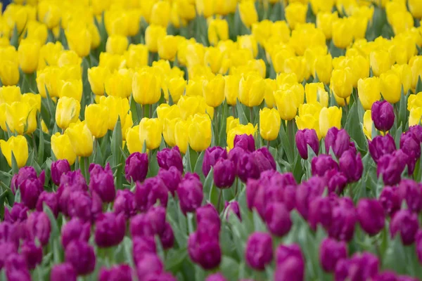 Lale çiçek göster: 2017