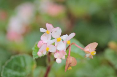 Çiçekler ilkbaharda çiçek açan