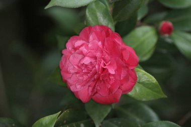 Camellia japonica