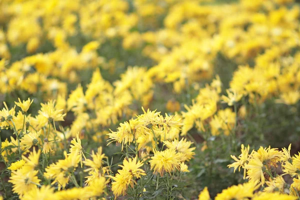 Crisântemo com fundo da natureza — Fotografia de Stock