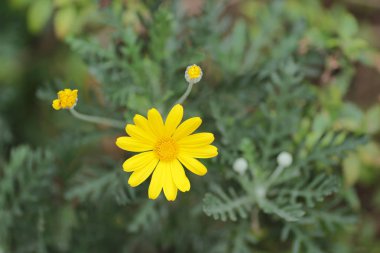 Krizantem doğa arka plan ile