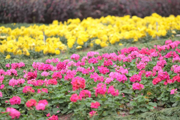 Blomsterrabatter i formell trädgård — Stockfoto