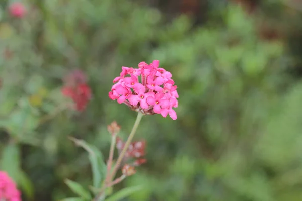 Parterres de fleurs dans le jardin formel — Photo